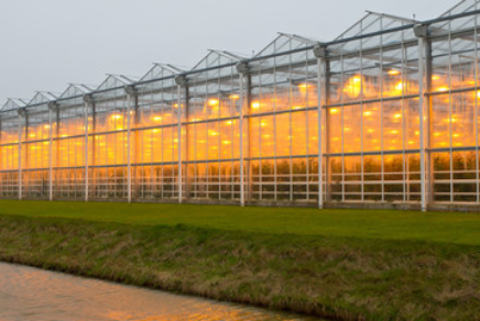 Using LED grow lights and less irrigation makes stronger plants
